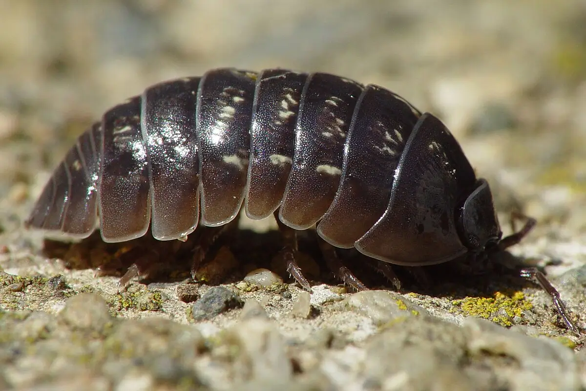 Tespih Bocegi İlaçlama